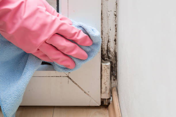 Best Black Mold Remediation in South Paris, ME